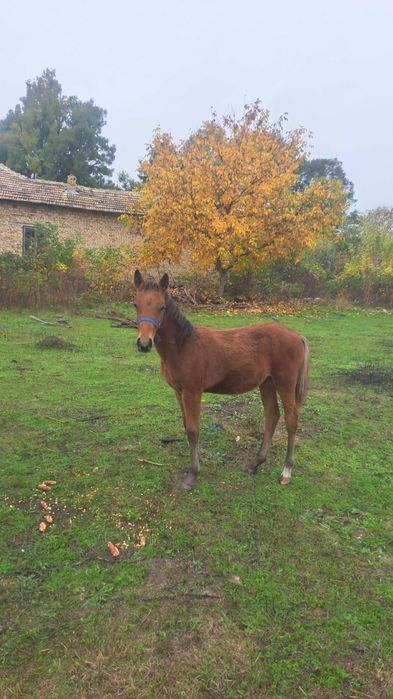 Продавам мъжко конче на 5 месеца