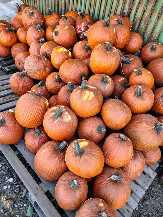 Dovleci Halloween