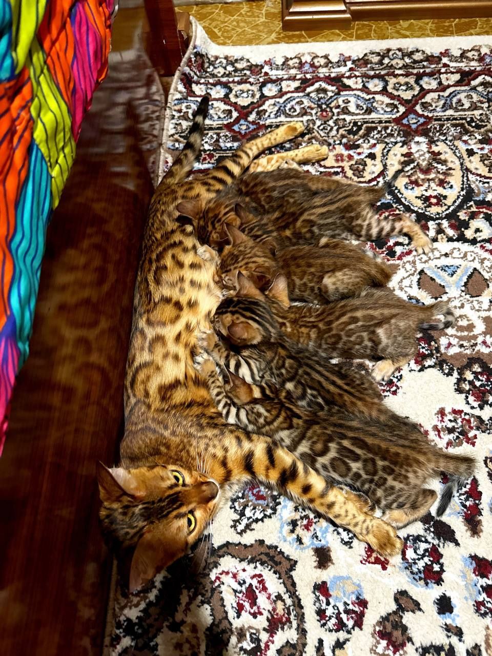 Котята чисто кровные бенгальские