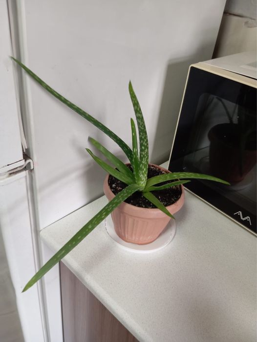 Продам цветы алоэ