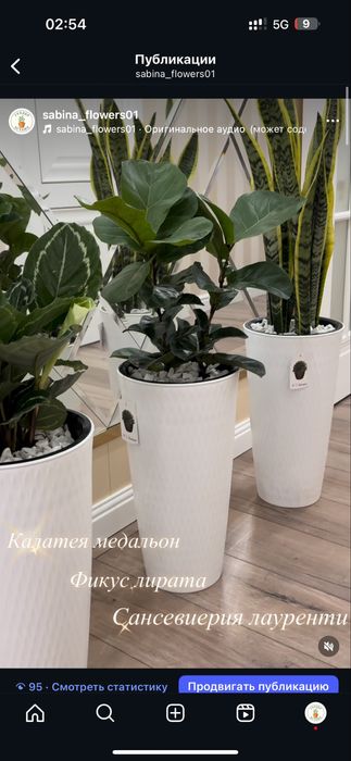 Цветущиеся комнатные цветы. Insta: Sabina_flowers01