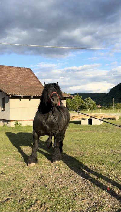 Vand sau schimb armasar 5 ani