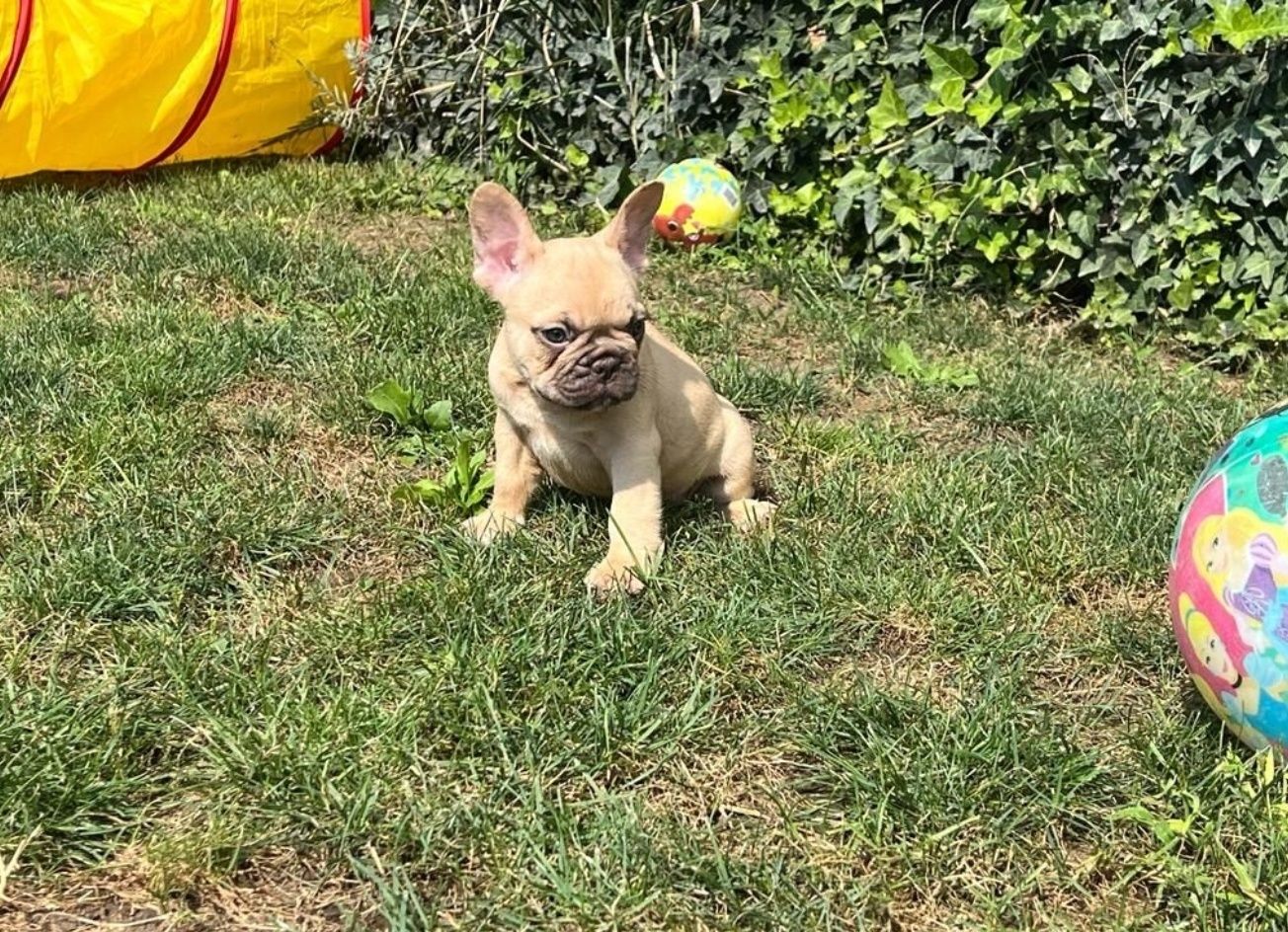 Bulldog francez femela