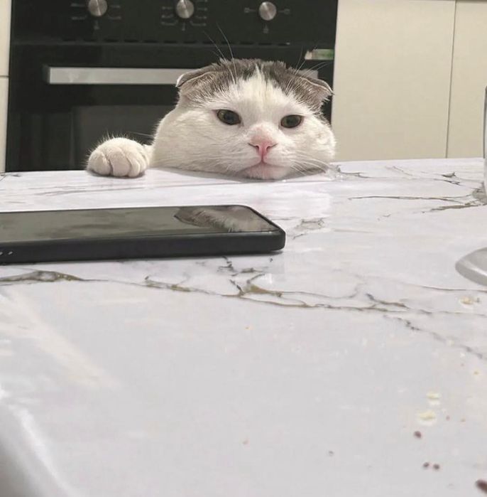 Хороший домашний кот