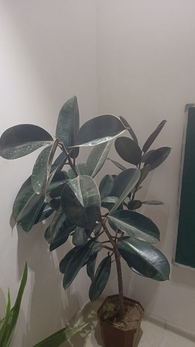 Хона гуллари сотилади