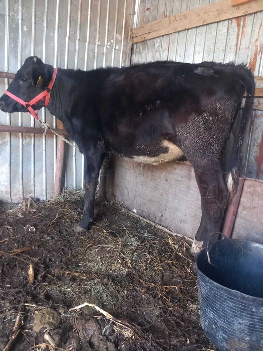 De vanzare o vitea în varta de 7 luni