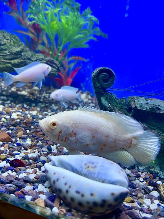 Аквариумные рыбки. Хищные мирные африка