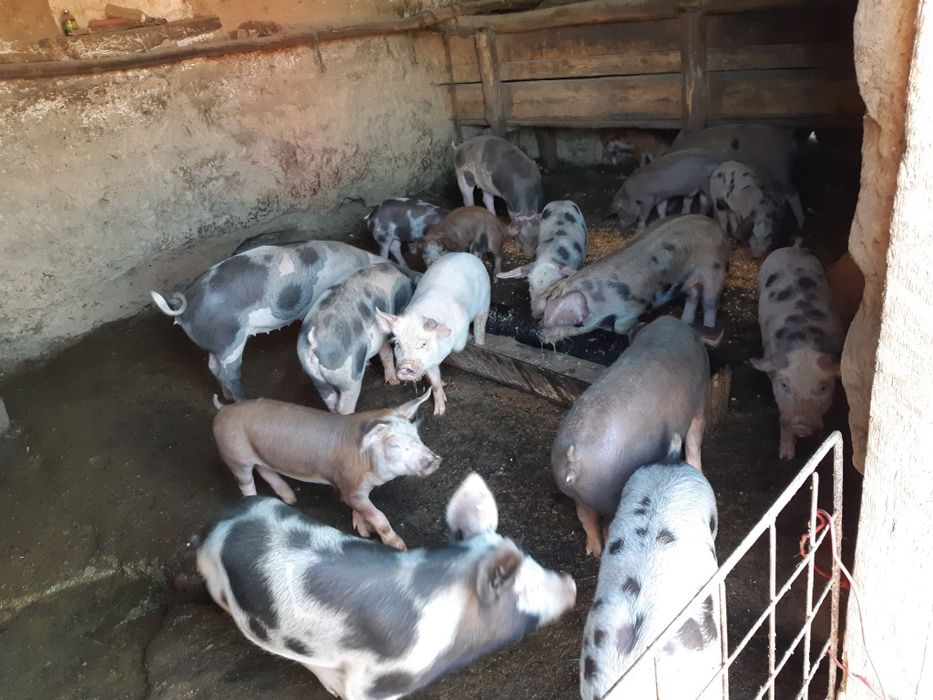 Vand porumb foarte frumos