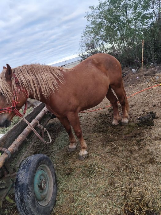 Iapa 5ani buna de Ham