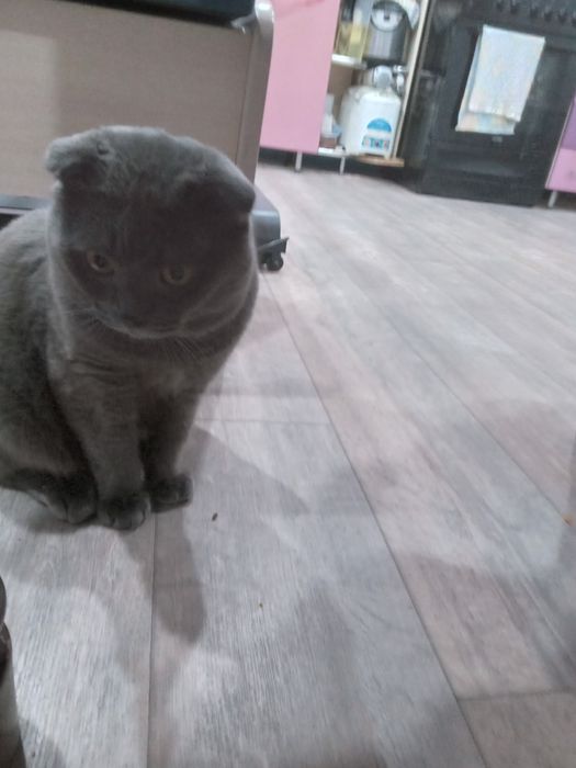 Отдам Британского кота