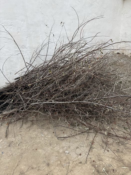 Отын жиде ағашы и жаңғақ ағашы