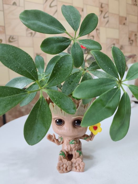 Продам комнатные цветы