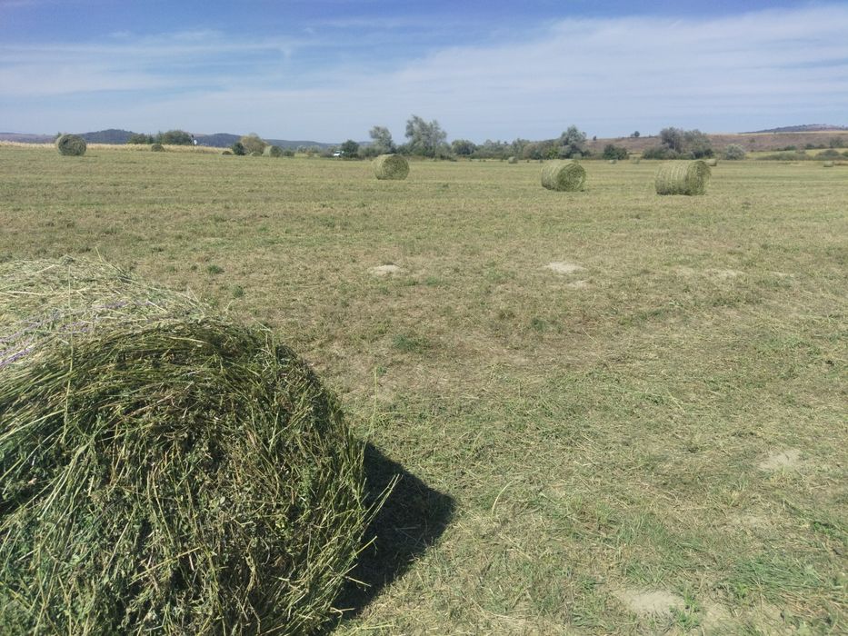 Baloți de lucernă coasa 3 , preț 1,80lei