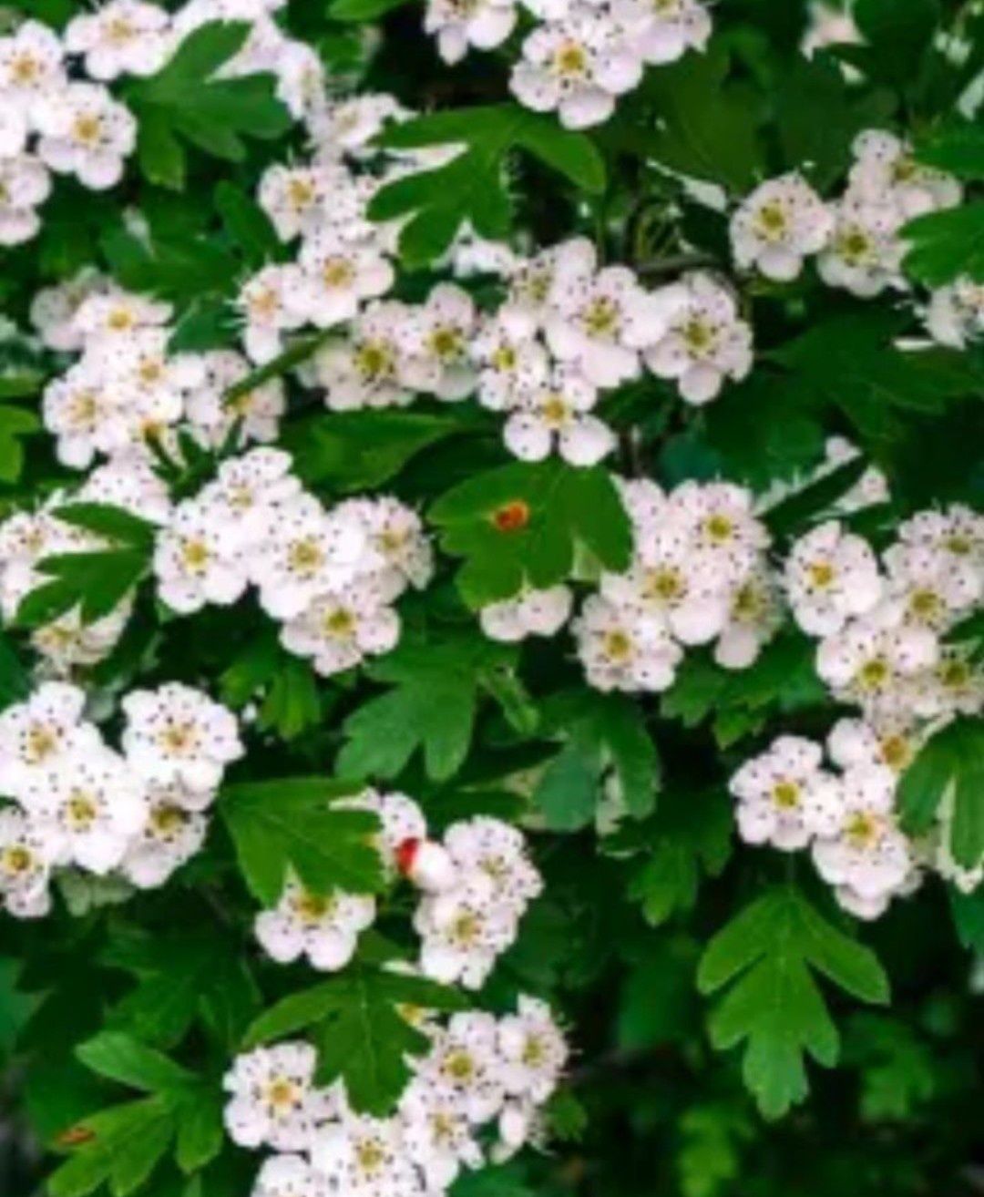 Floare de păducel