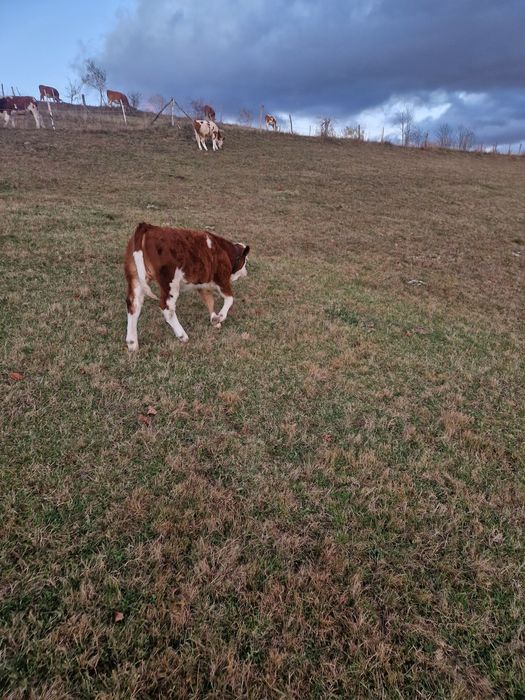 Vând vitea semiintarcata