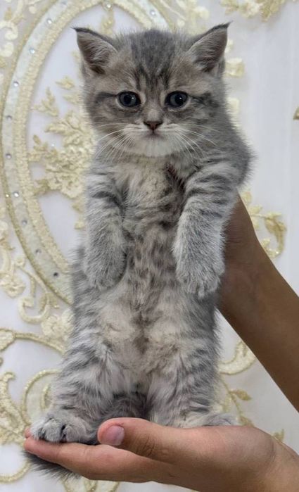 Mushukchalar sotiladi