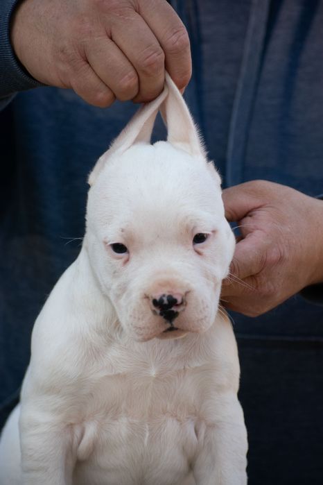 Dogo Argentino Femela 6 săptămâni