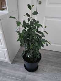 Ficus Benjamina 1m