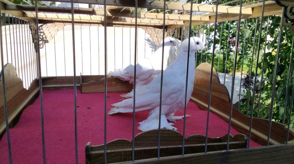 Кабутарлар голуби