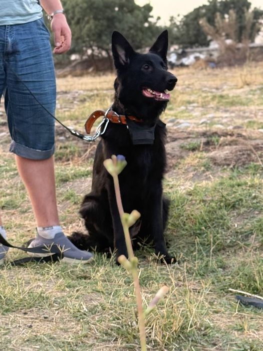 Продам немецкую овчарку длинношерстную