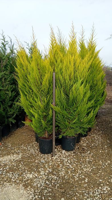 Chiparosi leilandi photinia