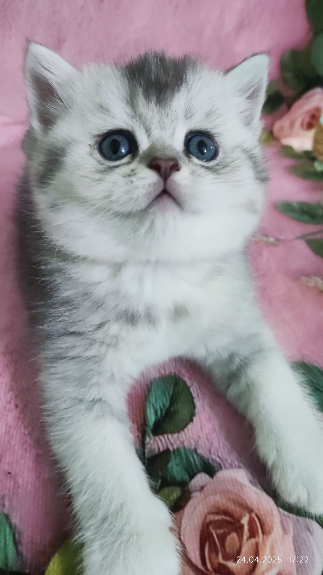Шотландский скотиш страйт