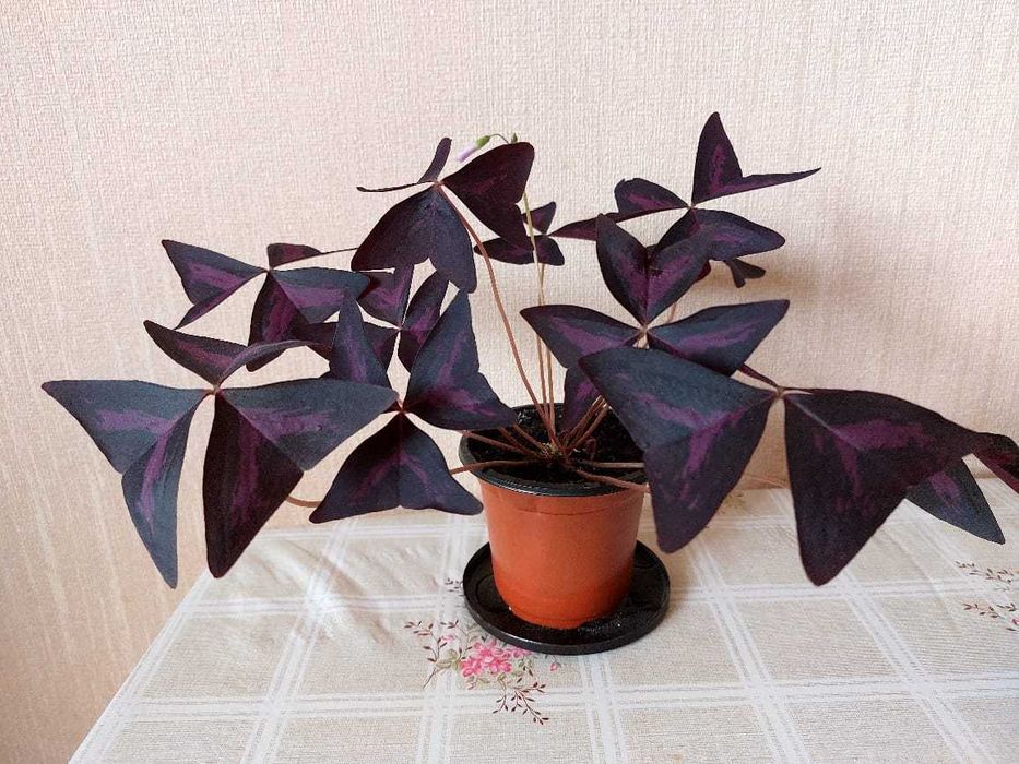 Продам оксалис (цветок бабочка)