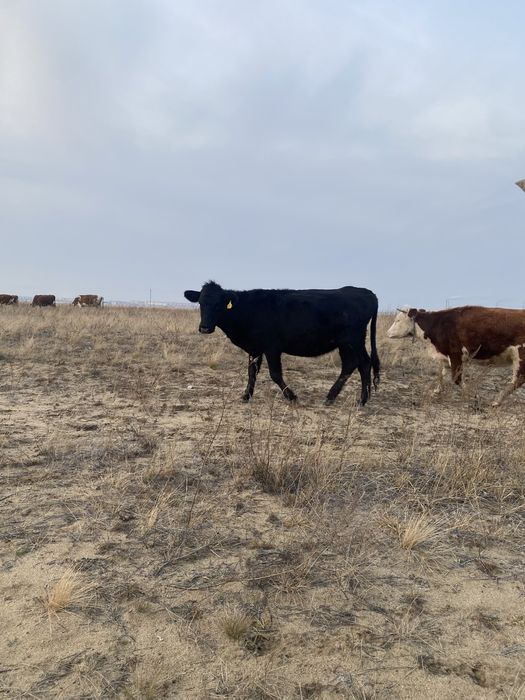 Продам коров с телками