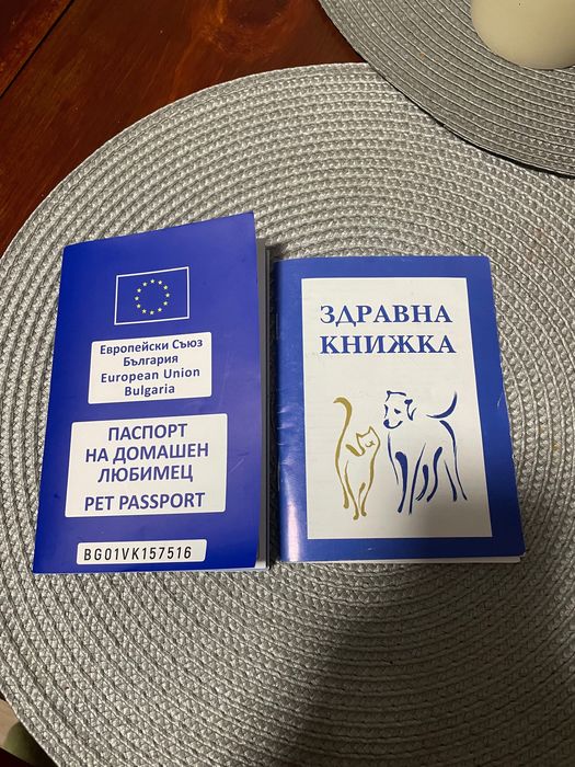 Женски Френски Булдог Син