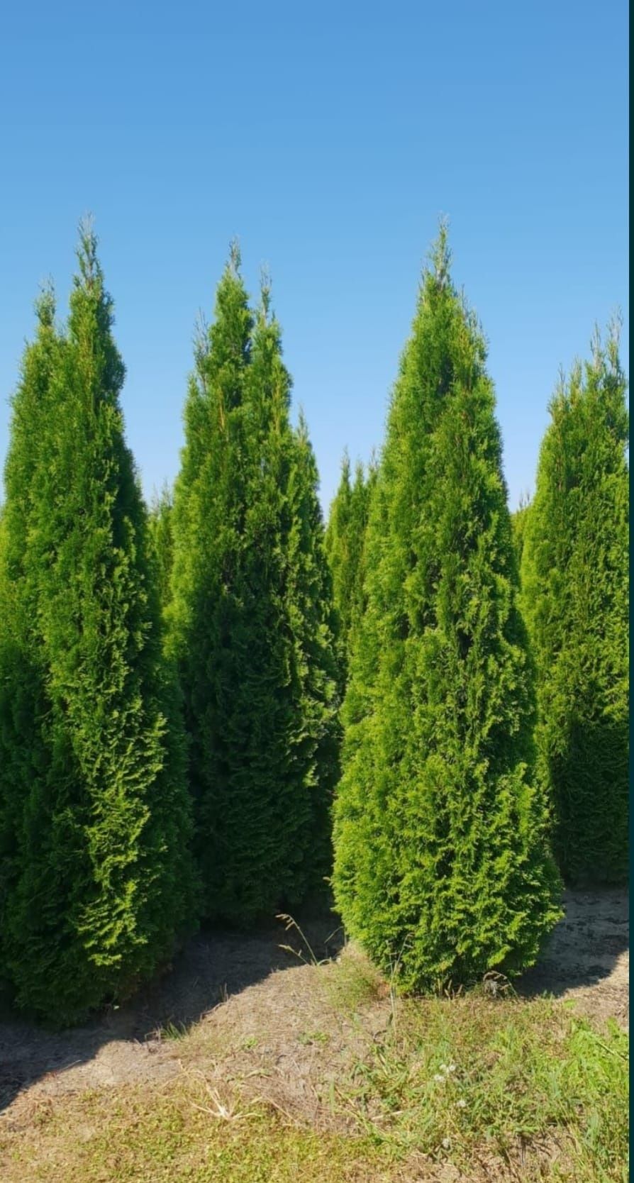 Leylandii și tuia Smaragd la 2.3m - 2.5m/ calitate extra/ super oferta