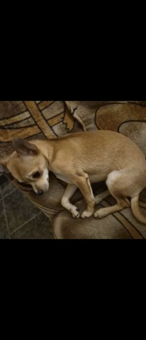 Мини чихопинчер женск