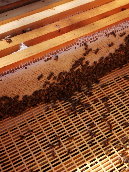 Vind 5---10 Familii de albine  Regine Carpatine din 2025