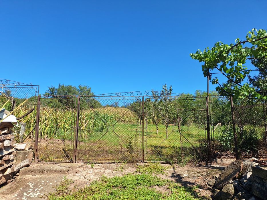 Vand porumb știuleți an 2025 cu paie cu tot