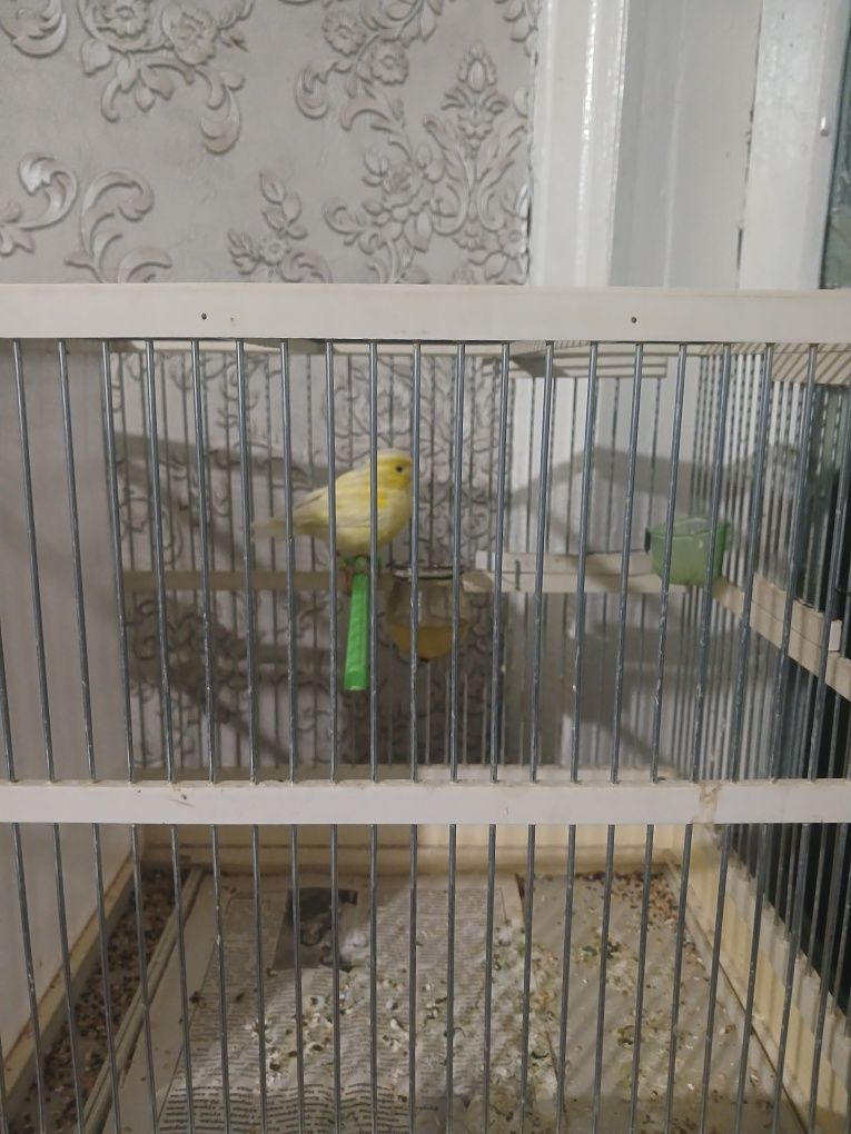 Kanareyka moda avliy blan lemon