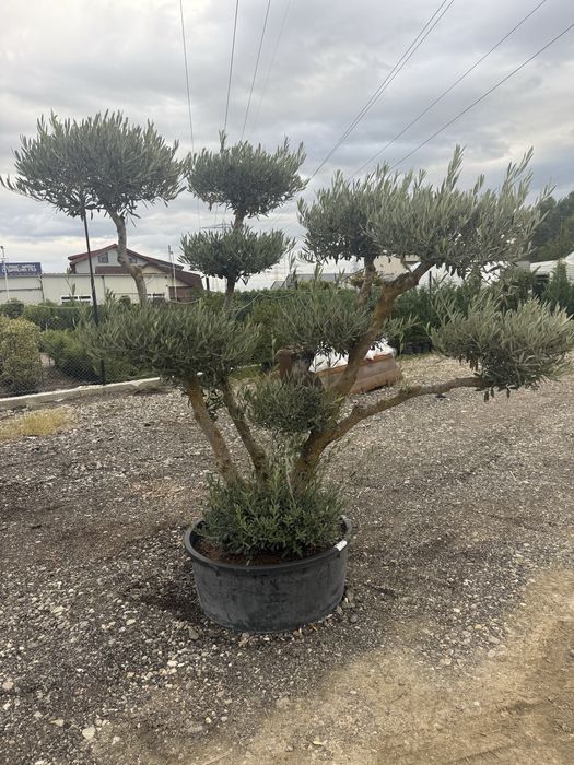 Maslini secular Pon pon ( bonsai )