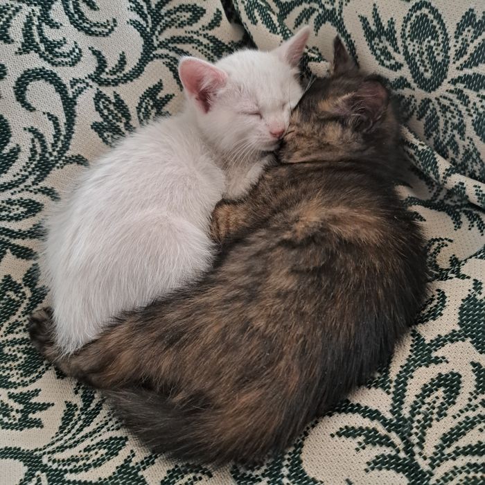 Котята от кошки страйт