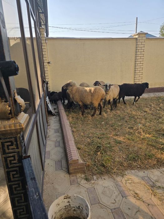 Гемшир қой , қойлар