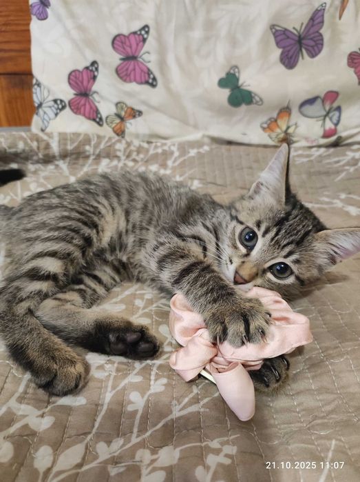 Котенок девочка в хорошую семью