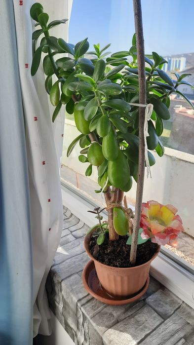 Trandafir japonez, arbore planta  cauciuc la ghiveci