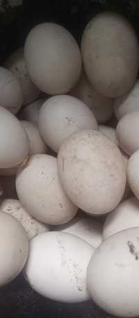 Инкубационные яйца уток голубой фаворит, башкирские, Пекинки