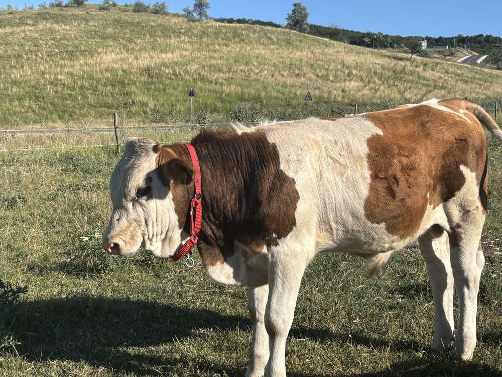 Vand taur la 5 luni Baltată romaneasca
