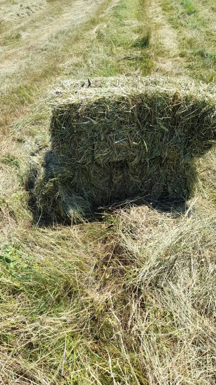Baloți de LUCERNĂ cu fân din FLORI DE CÂMP și ovăz verde