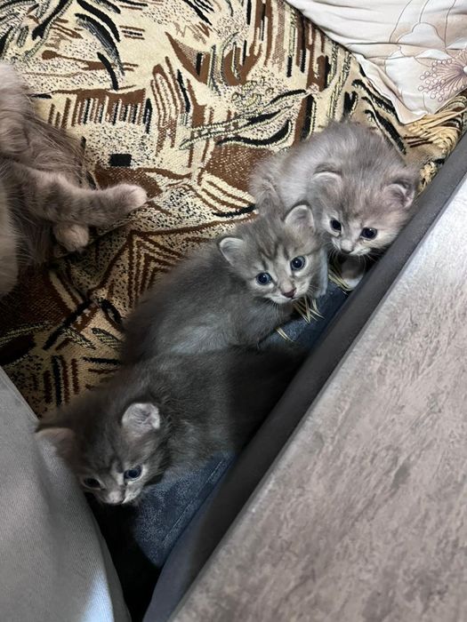 котята, отдам даром бесплатно!!