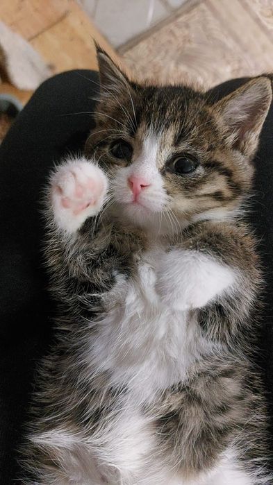 Котятам нужен дом.