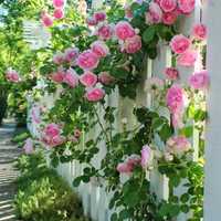 Cаженцы плетистой розы, роза вьющая