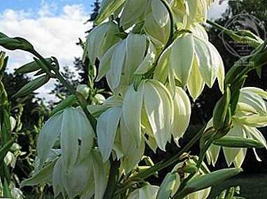 YUCCA filamentosa de gradina