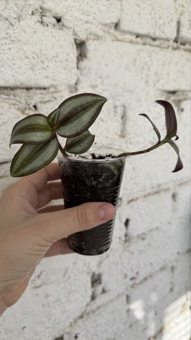 Традесканция, комнатное растение