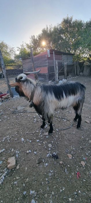 Vand 3 tapi doi de anul acesta si unul de 2 ani jumate