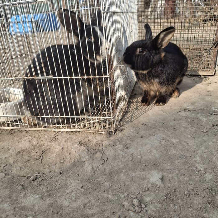 Декаративный кролики