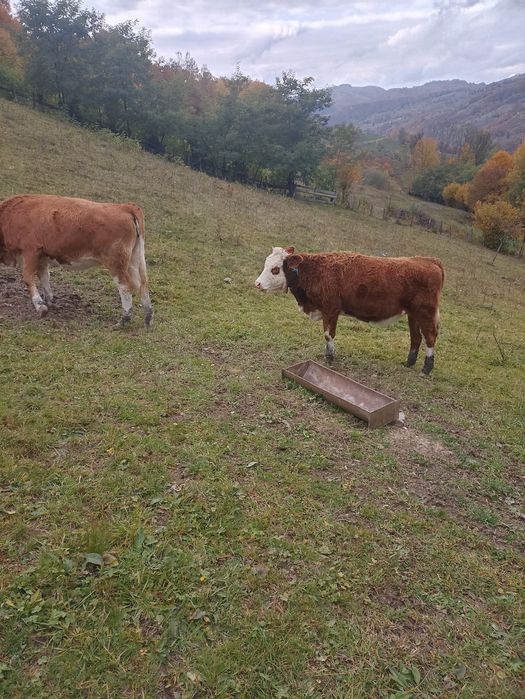 Vând juninci viu sau carcasă